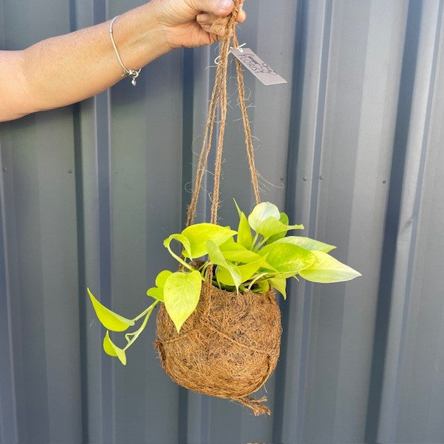 Hanging Plants