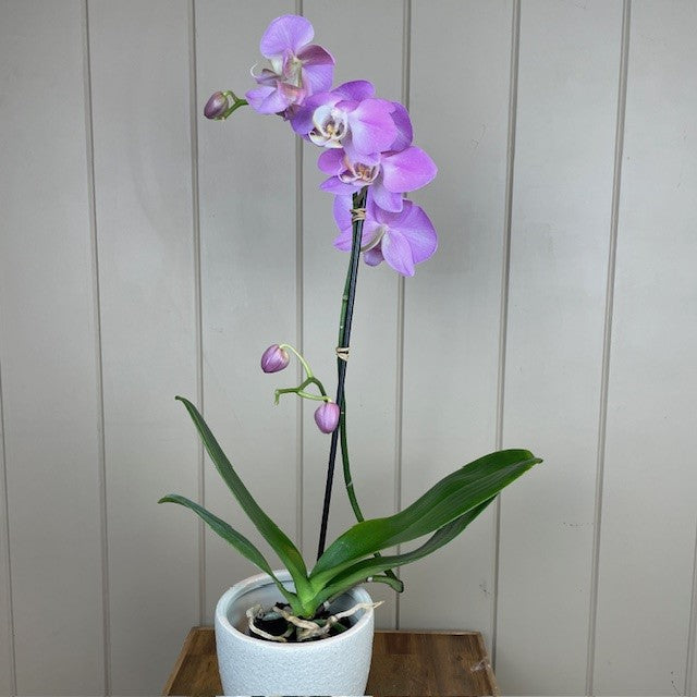 Phalaenopsis Orchid Plant