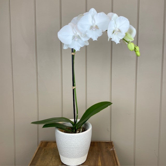 Phalaenopsis Orchid Plant