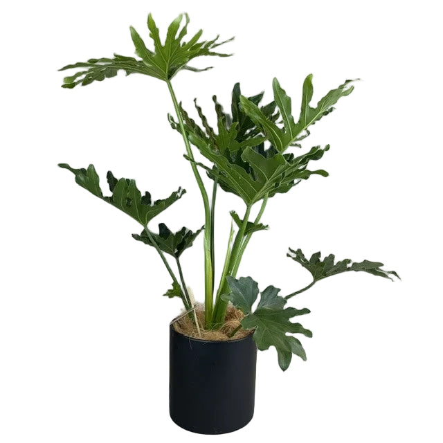 Philodendron Plant - Hope