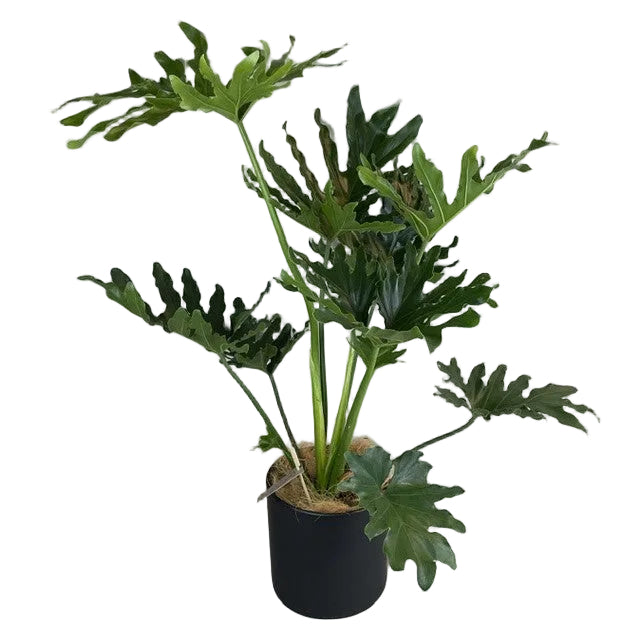 Philodendron HOPE