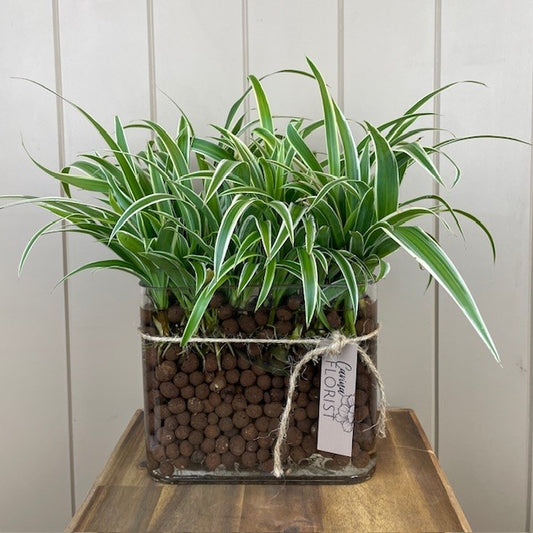 Spider Plant