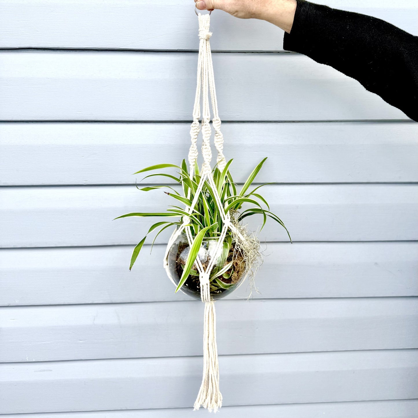 Spider Plant