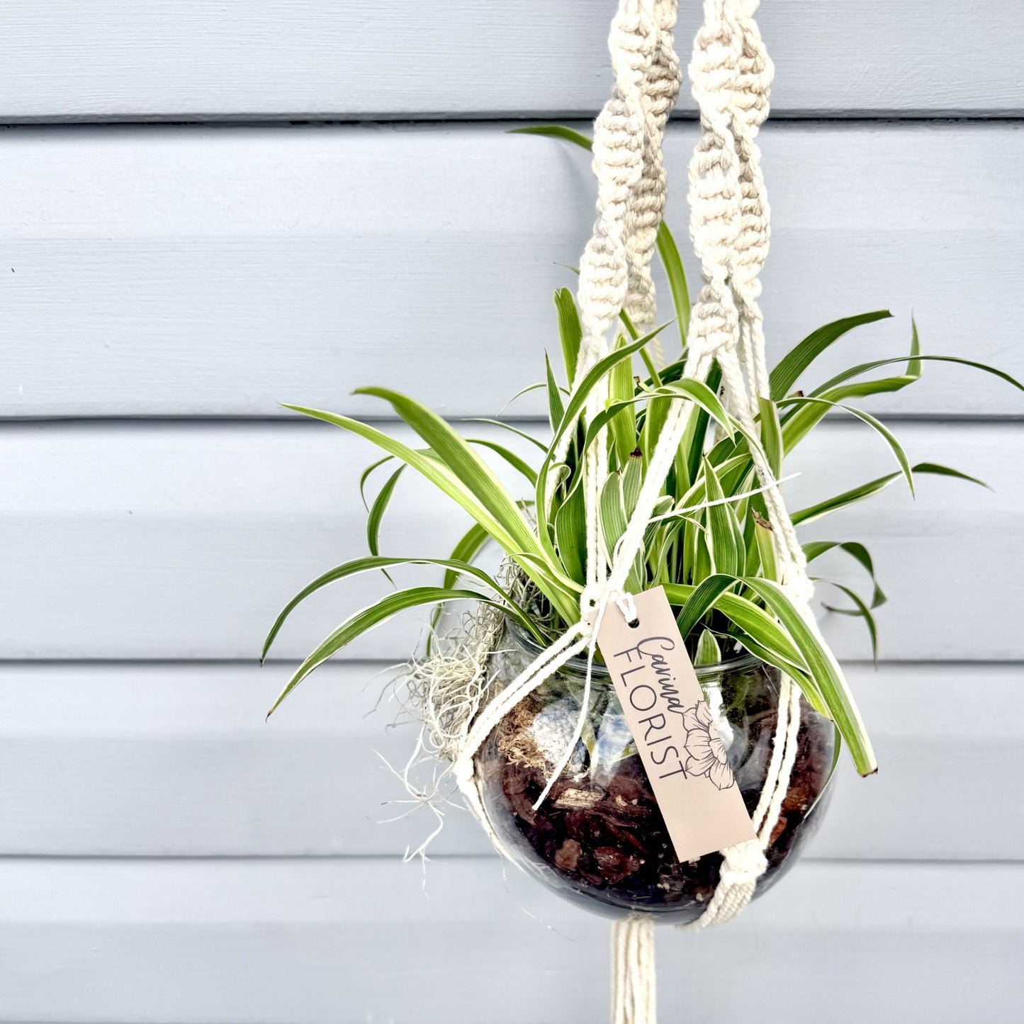 Spider Plant