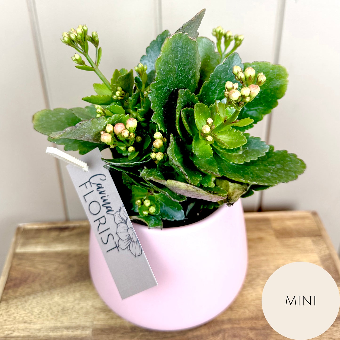 Kalanchoe Flowering Plant