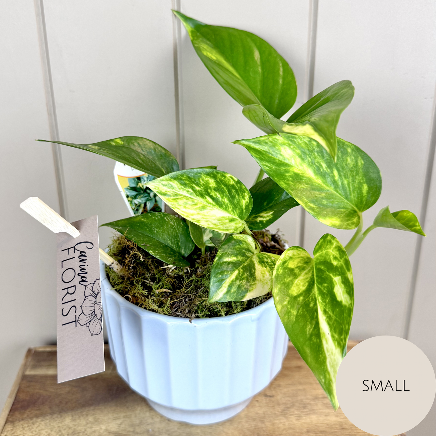 Devils Ivy - Pothos Plant