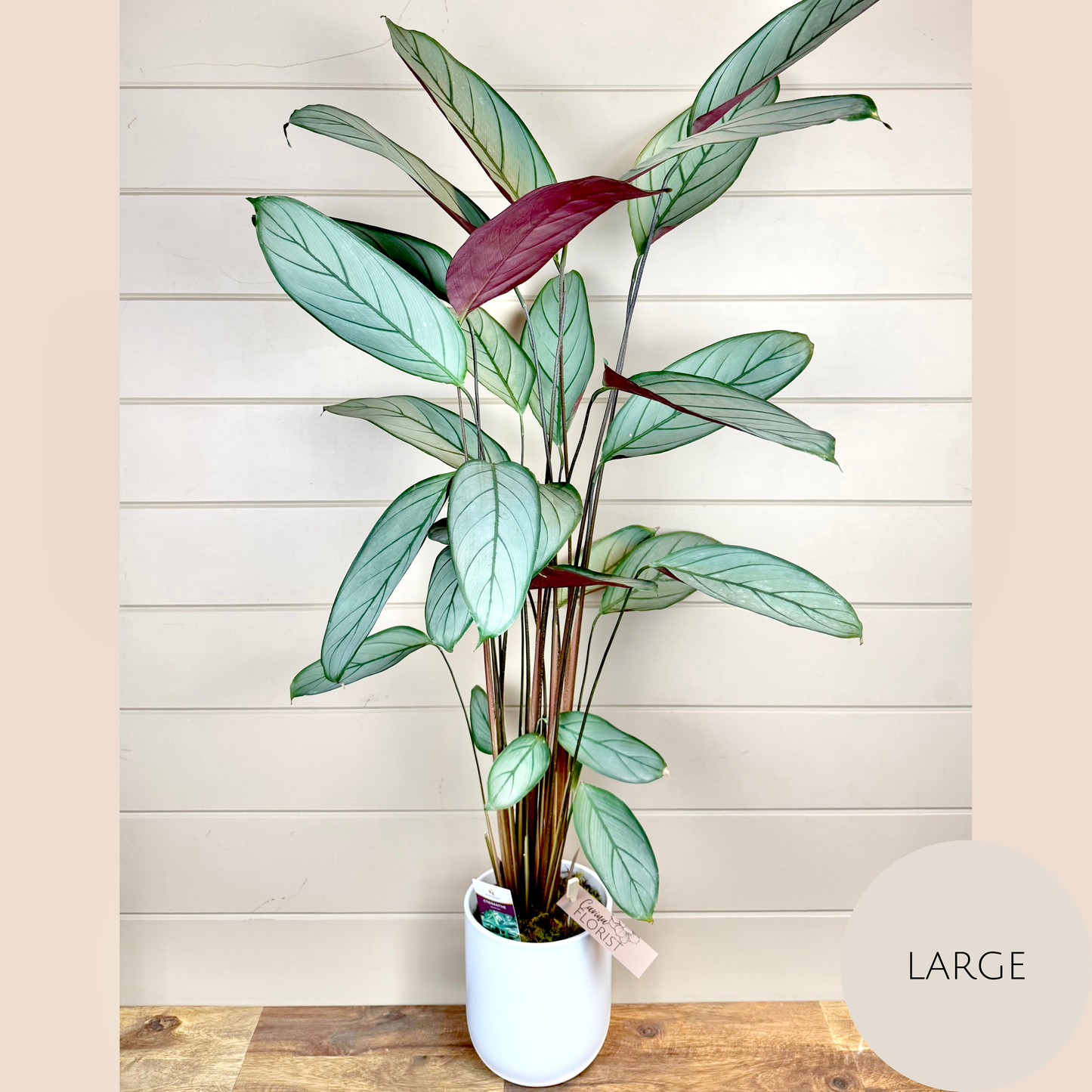Calathea Plant