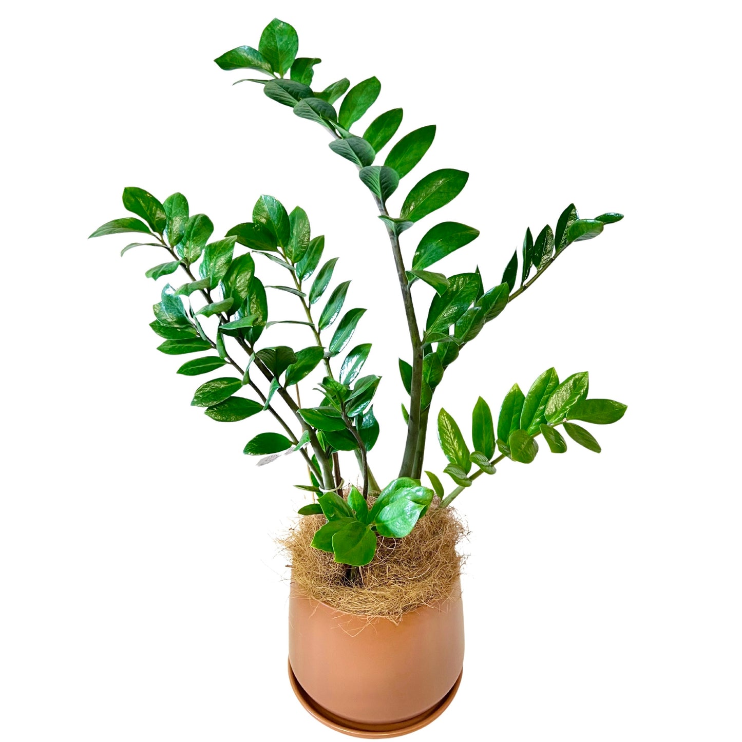 Zanzibar Plant