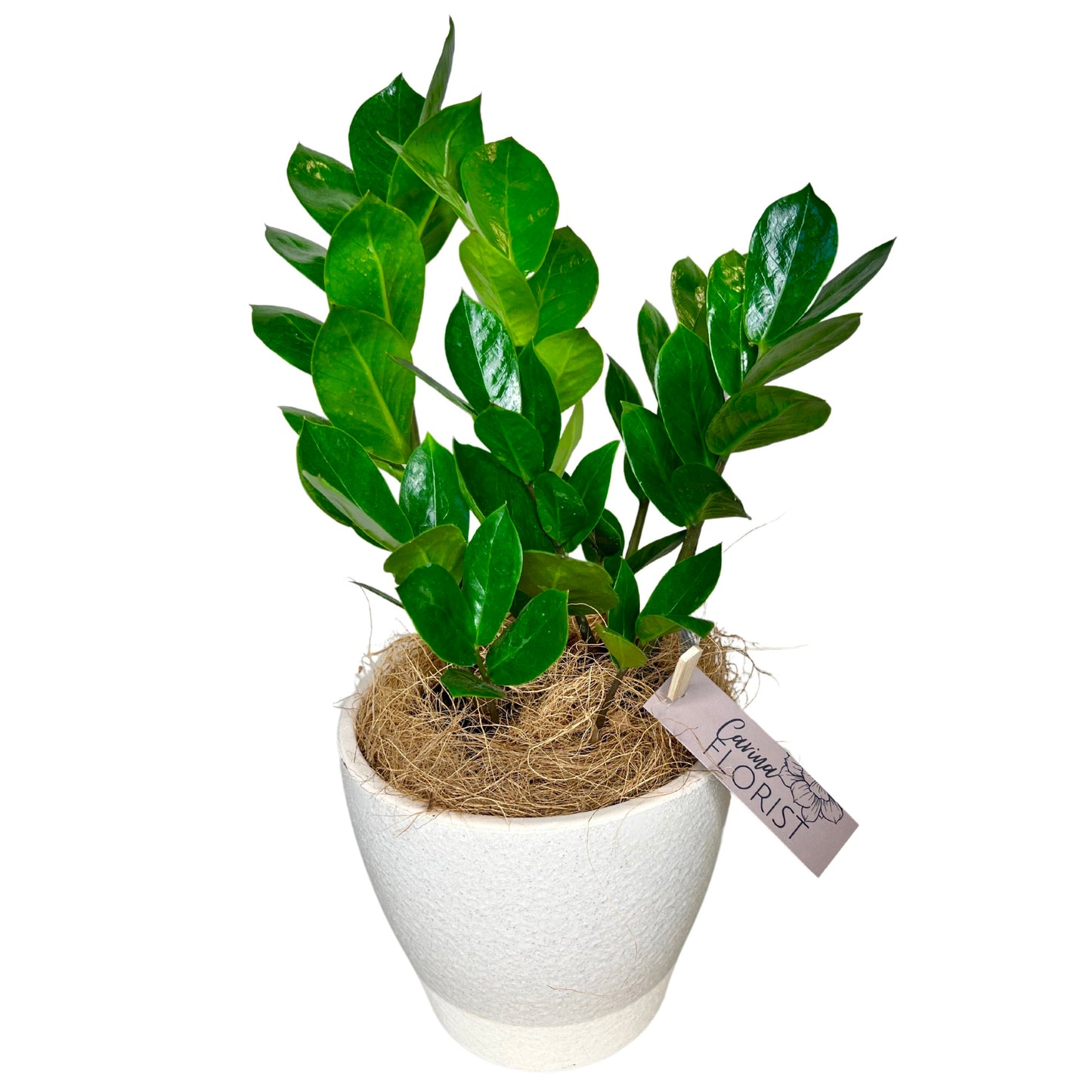 Zanzibar Plant