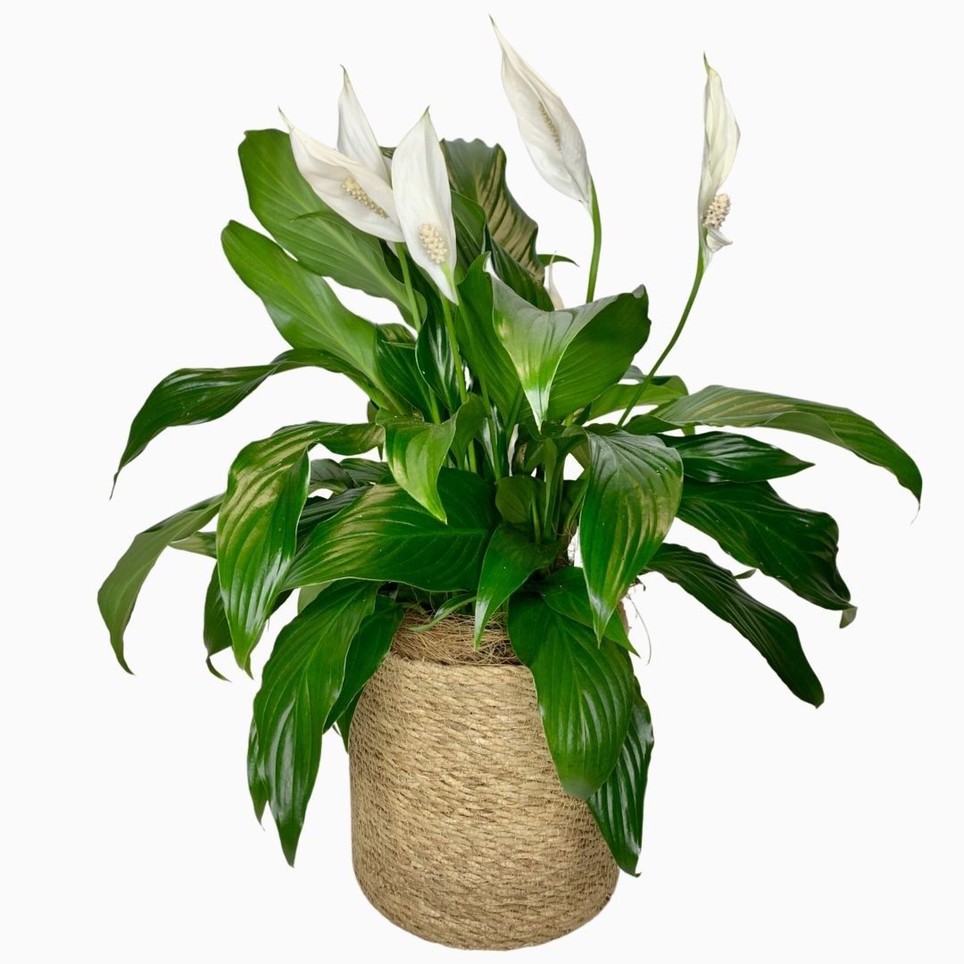 Peace Lily Plant