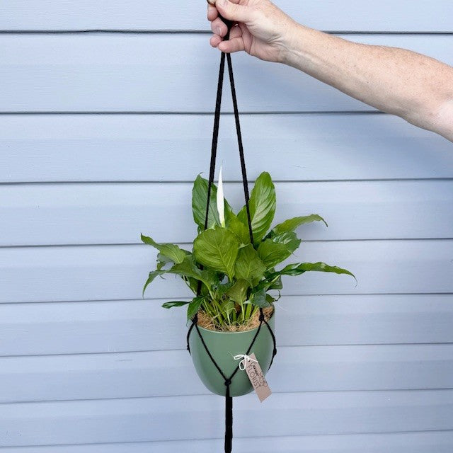 Hanging Plants