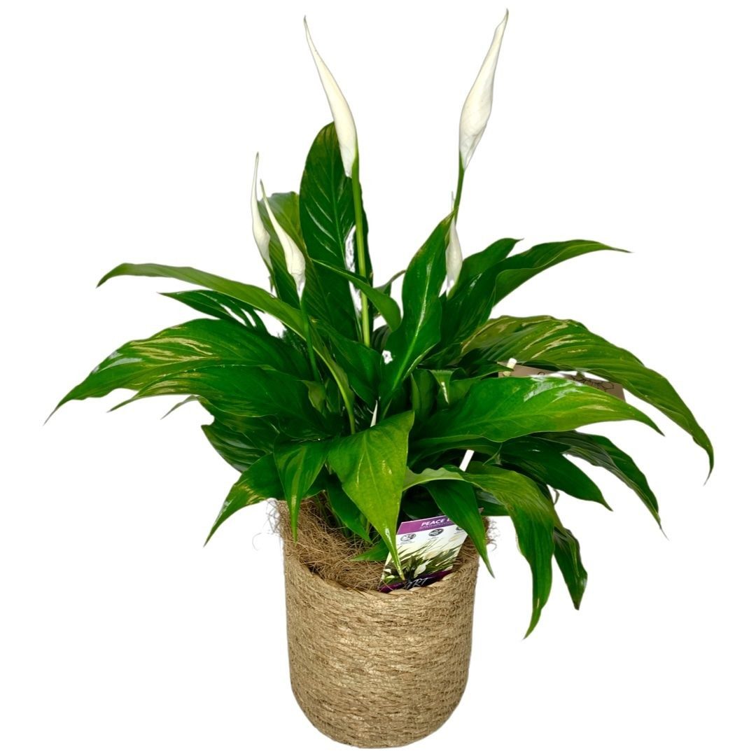 Peace Lily Plant