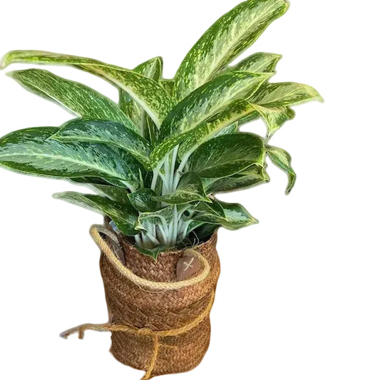 Aglaonema White Emerald