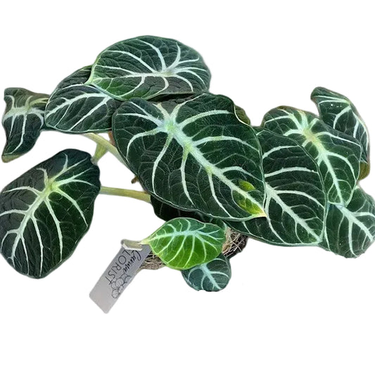Alocasia Ninja