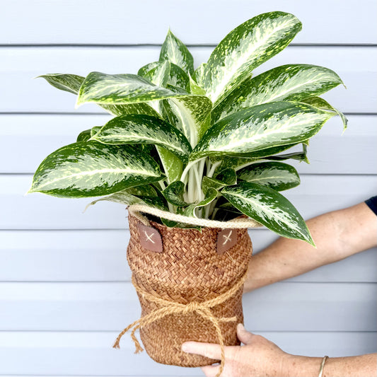 Aglaonema White Emerald Plant
