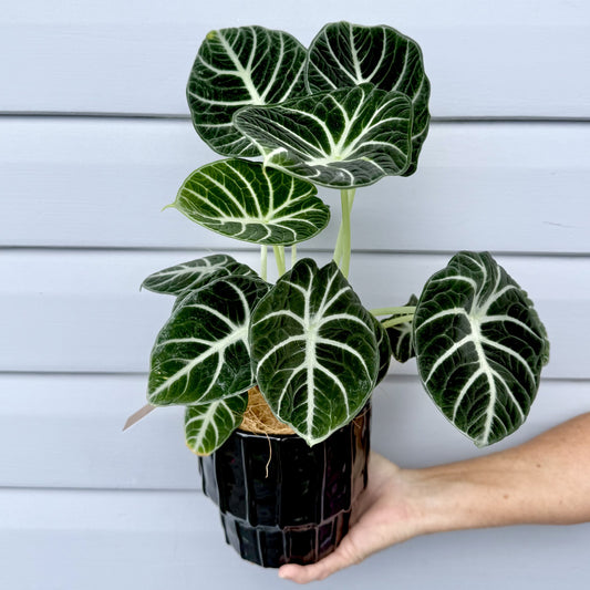 Alocasia Ninja