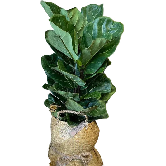 Fiddle Leaf Ficus