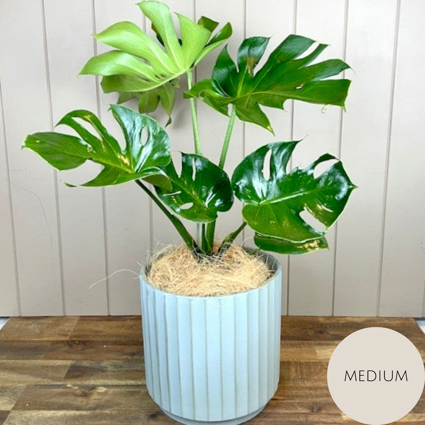 Monstera Deliciosa Plant