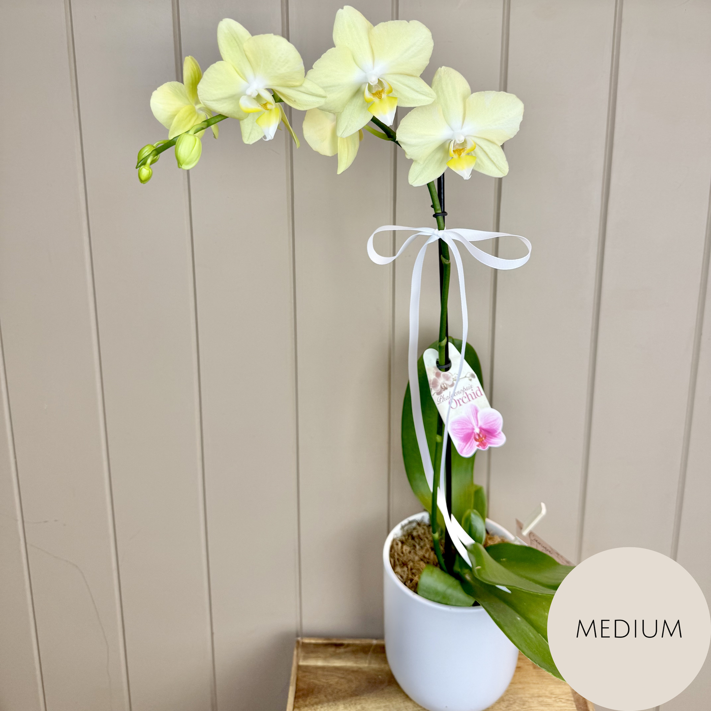Phalaenopsis Orchid Plant