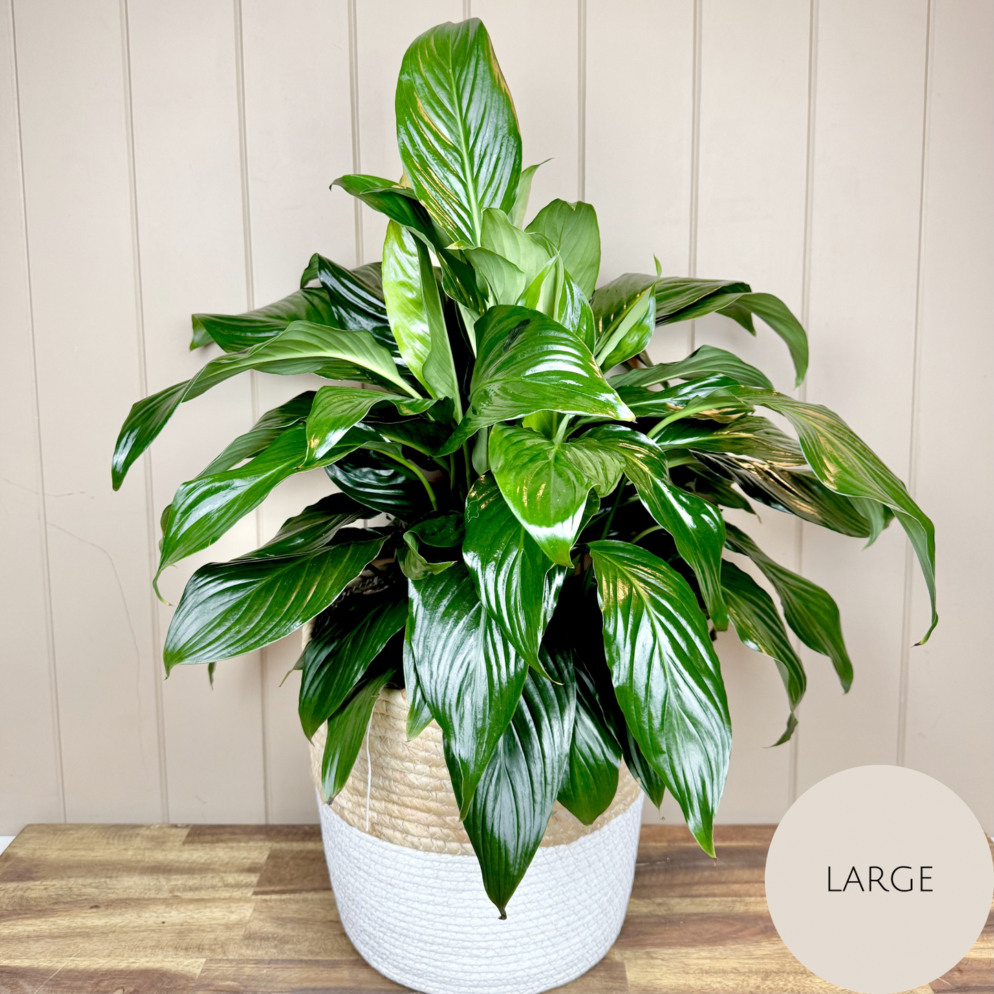 Peace Lily Plant
