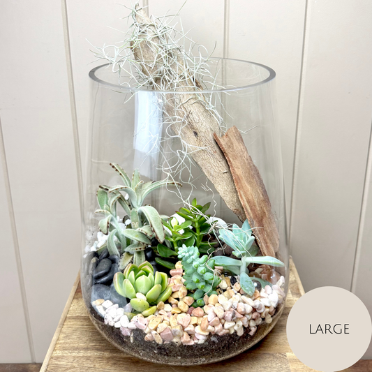 Succulent Terrarium Plants