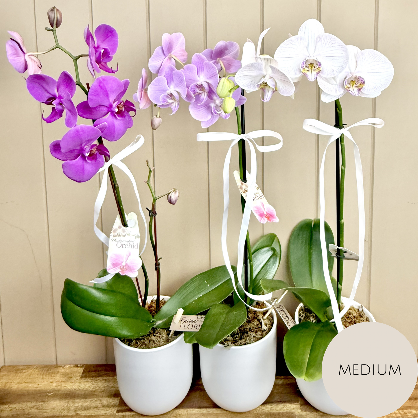 Phalaenopsis Orchid Plant