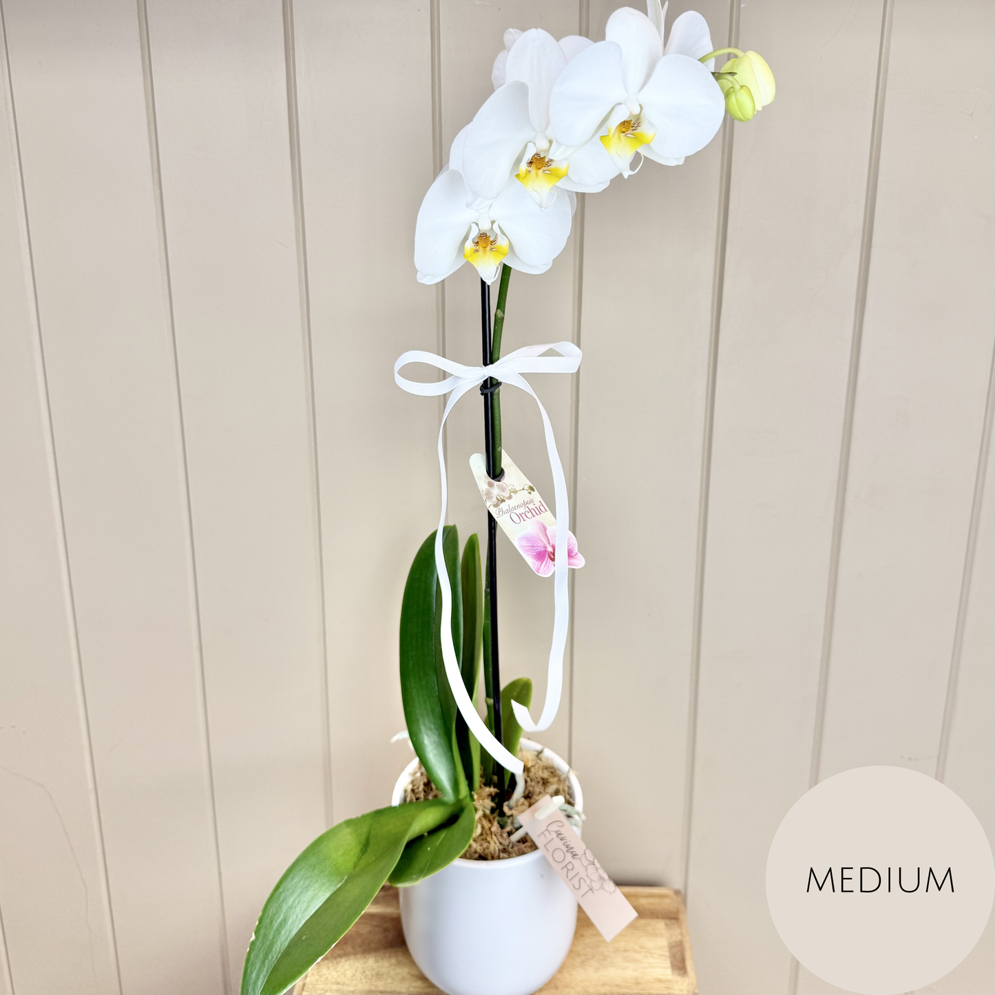 Phalaenopsis Orchid Plant