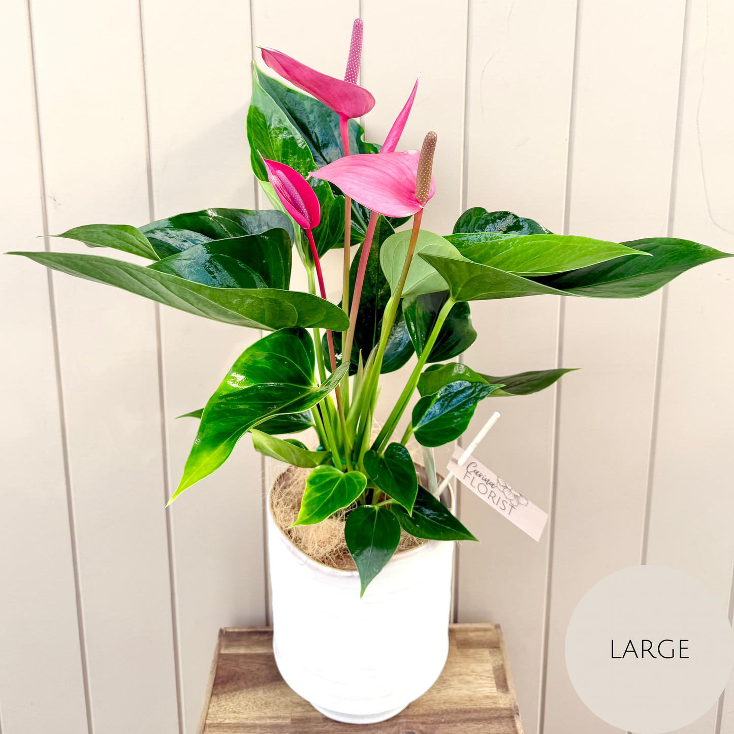 Anthurium Plant