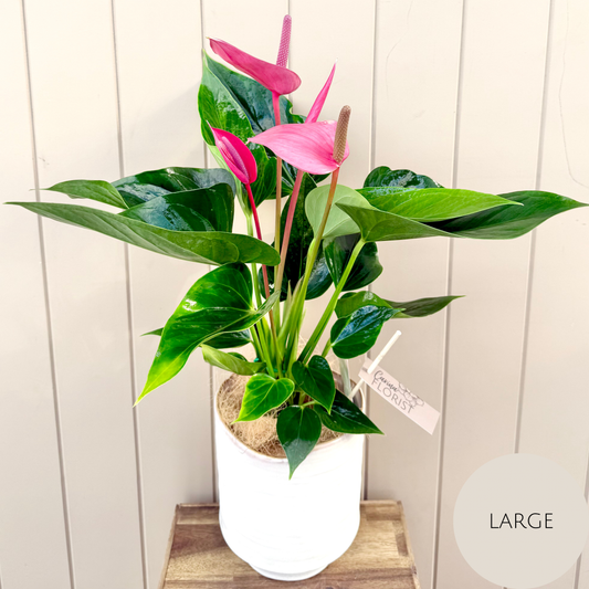 Anthurium Plant