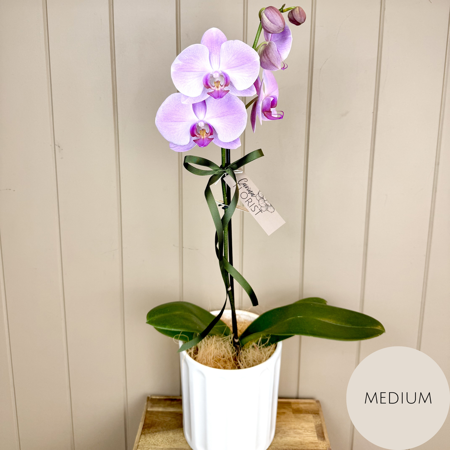 Phalaenopsis Orchid Plant