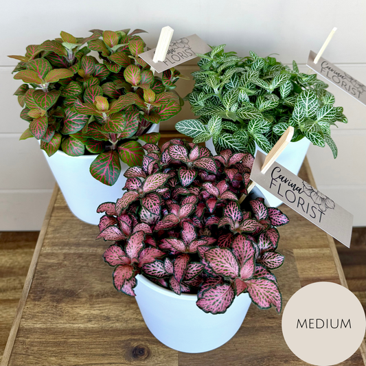 Fittonia Plant