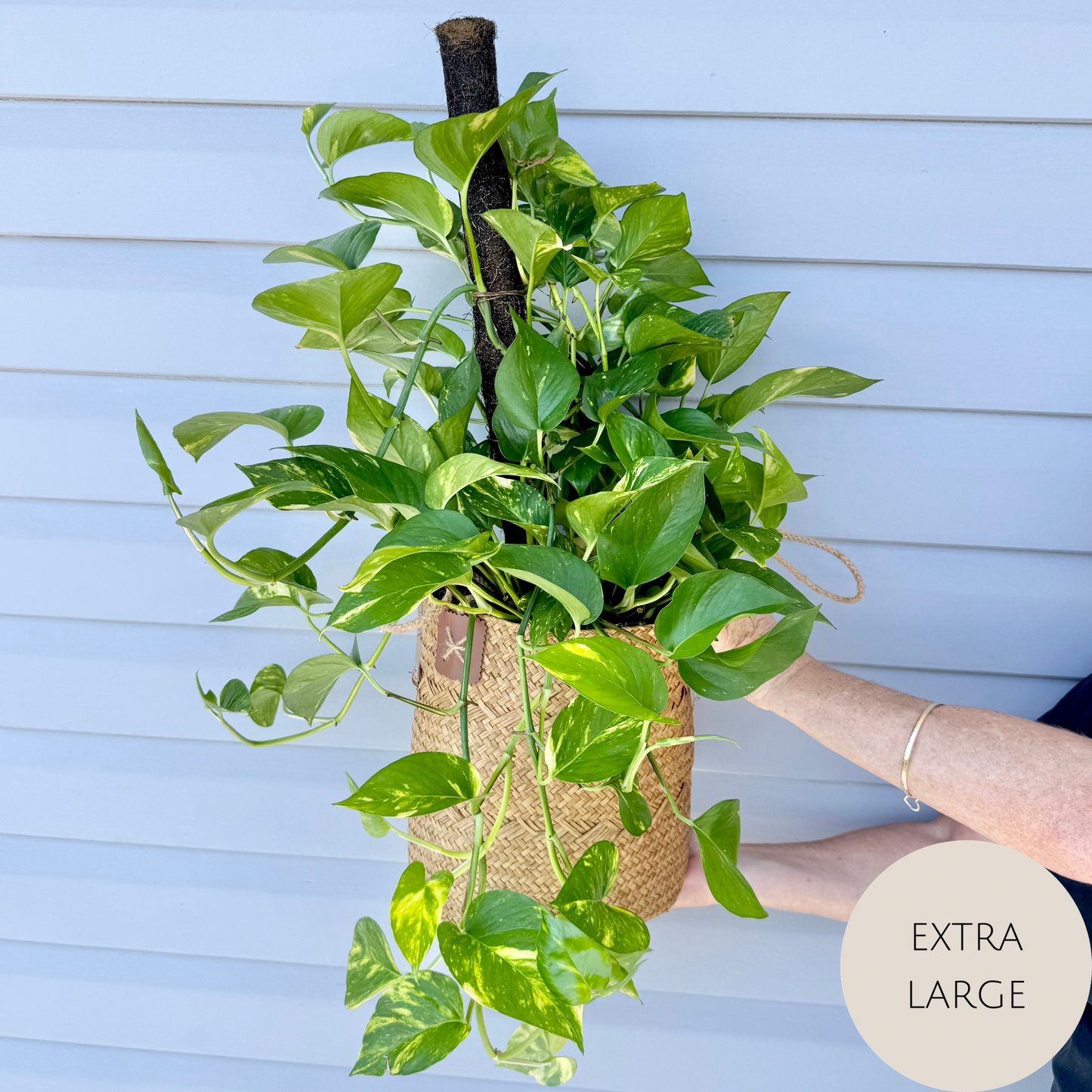 Devils Ivy - Pothos Plant