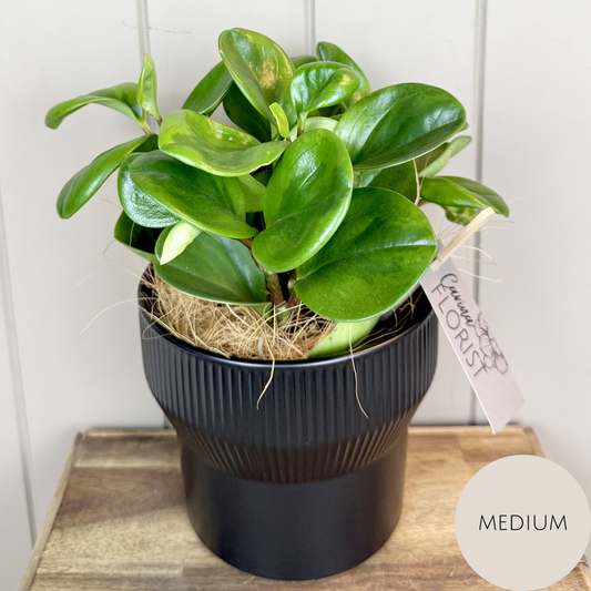 Peperomia Plant