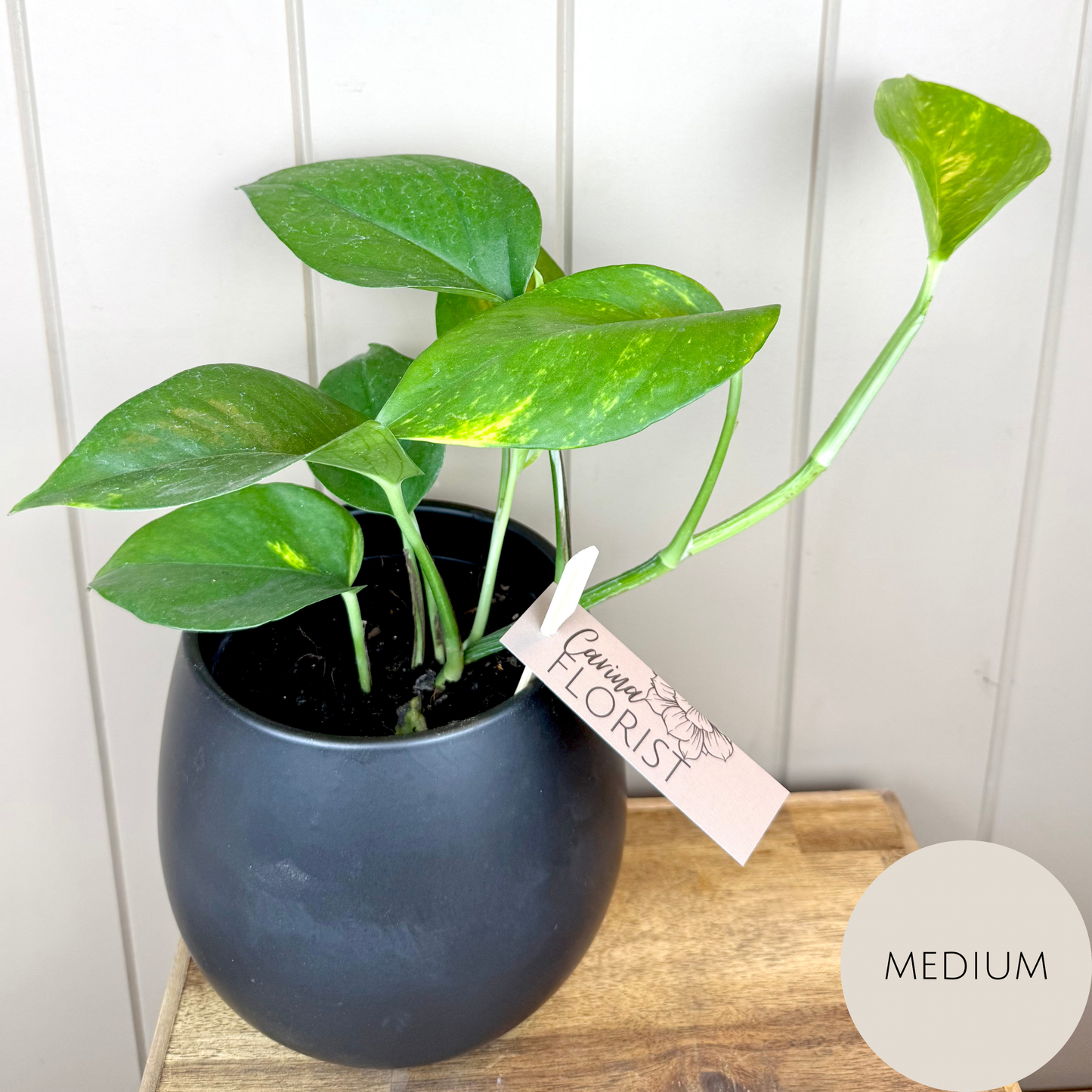 Devils Ivy - Pothos Plant