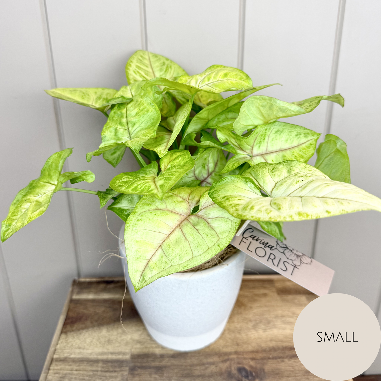 Syngonium Plant