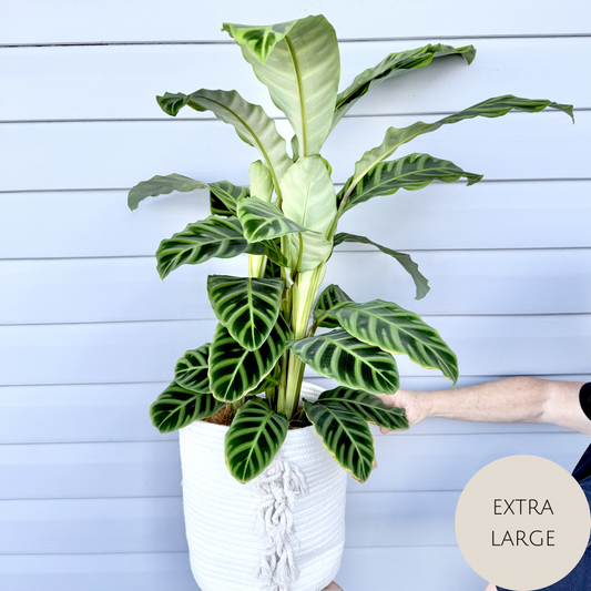 Calathea Plant