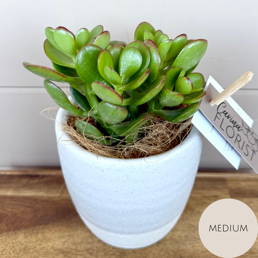 Lucky Jade Friendship Plant