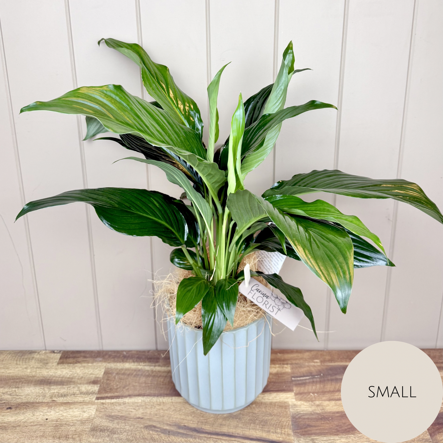 Peace Lily Plant