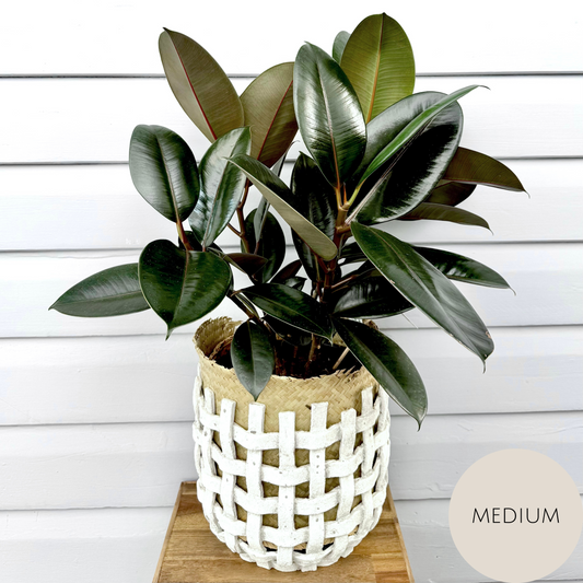 Ficus Elastica - Rubber Tree Plant