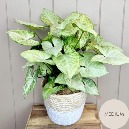 Syngonium Plant