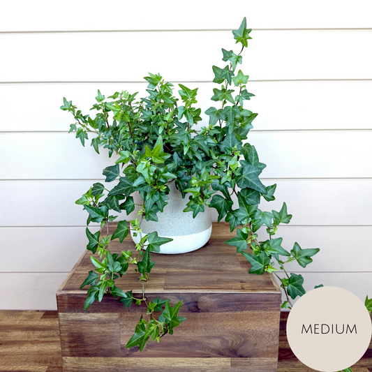 Hedera Ivy Plant