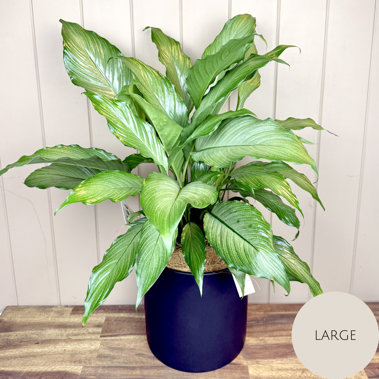 Peace Lily Plant
