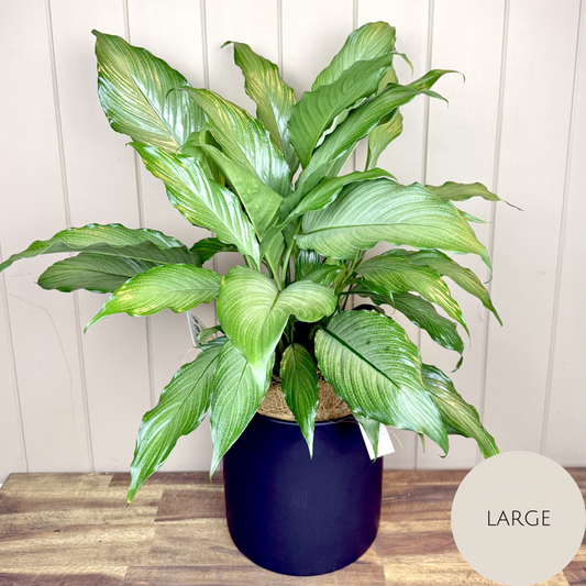 Peace Lily Plant