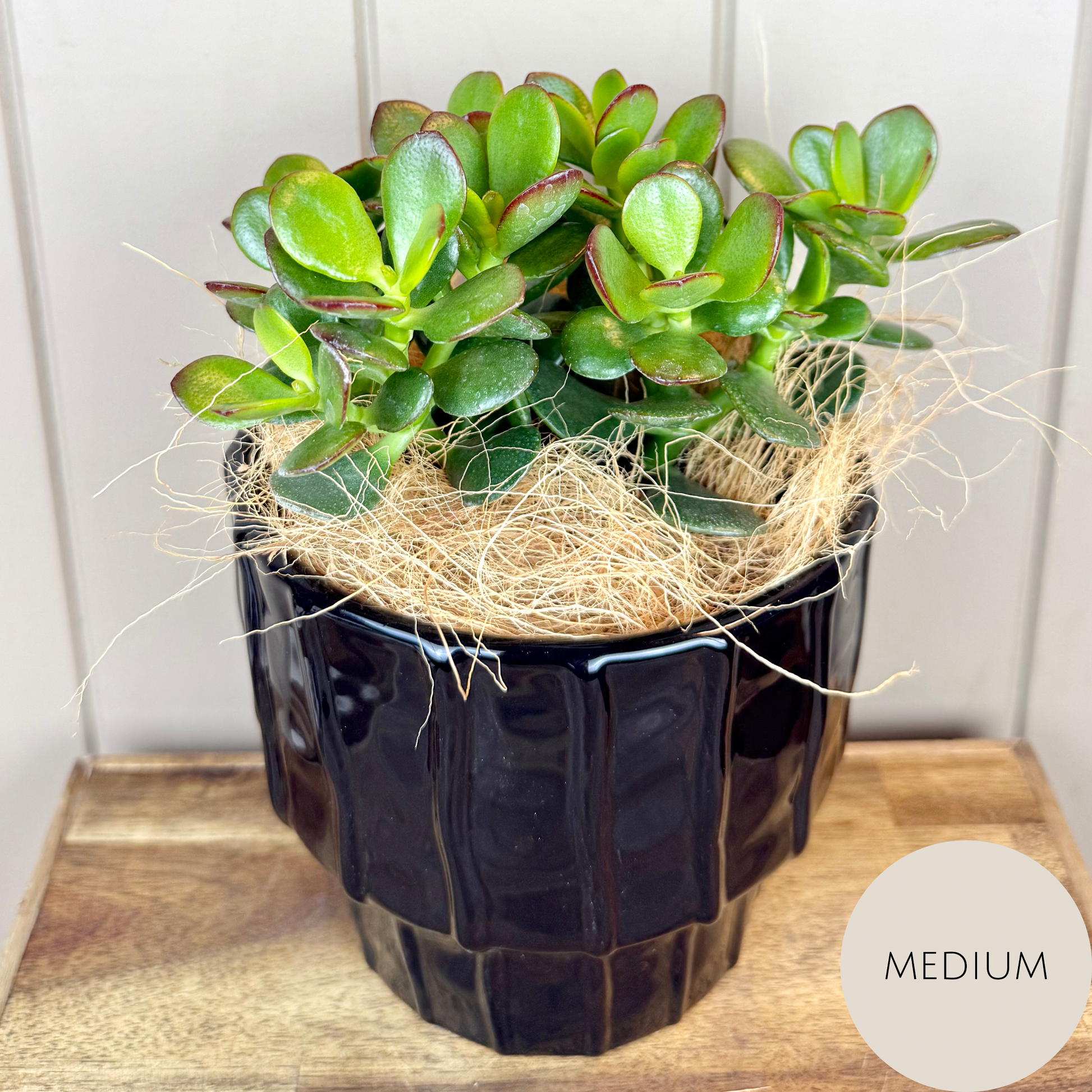 jade good luck plant Lucky Jade Friendship Plant – Carina Florist