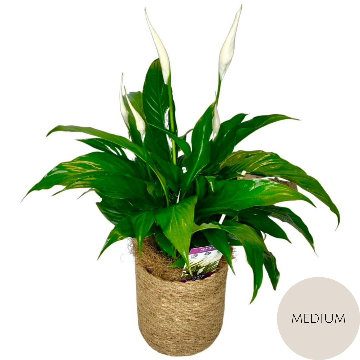 Peace Lily Plant