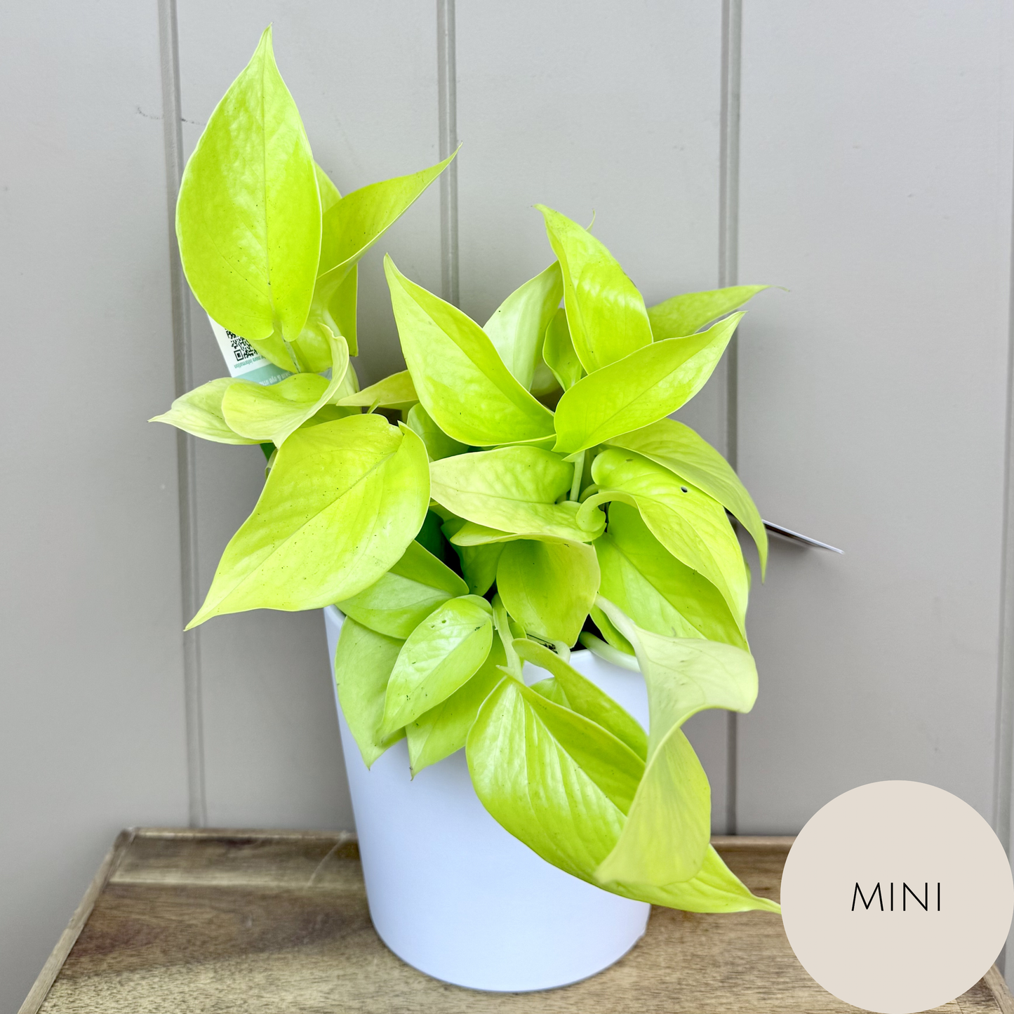 Devils Ivy - Pothos Plant