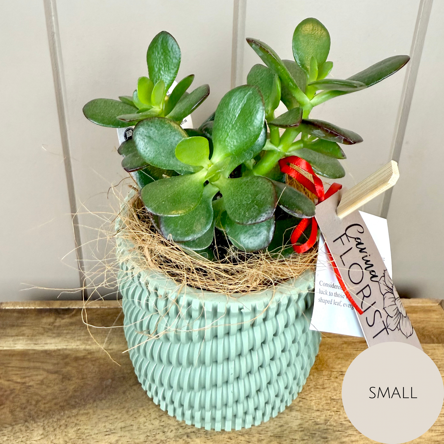 Lucky Jade Friendship Plant