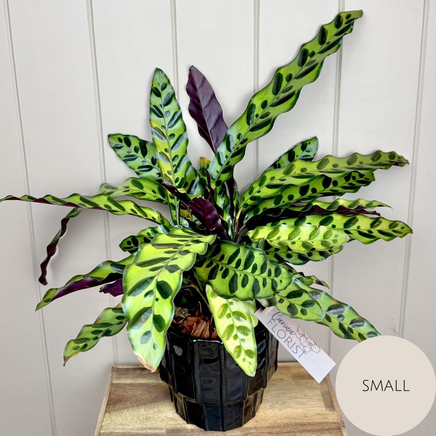 Calathea Plant
