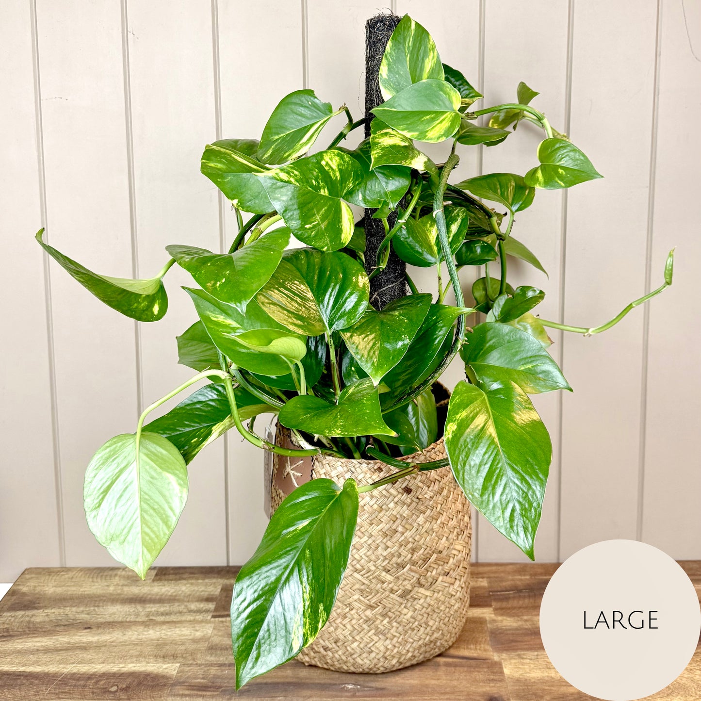 Devils Ivy - Pothos Plant