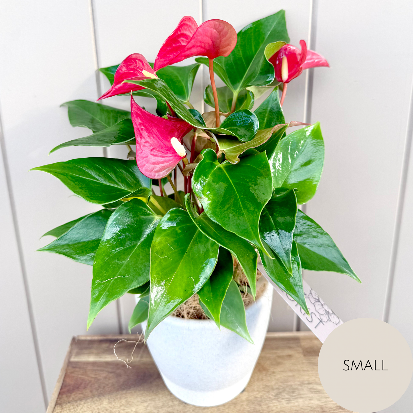 Anthurium Plant